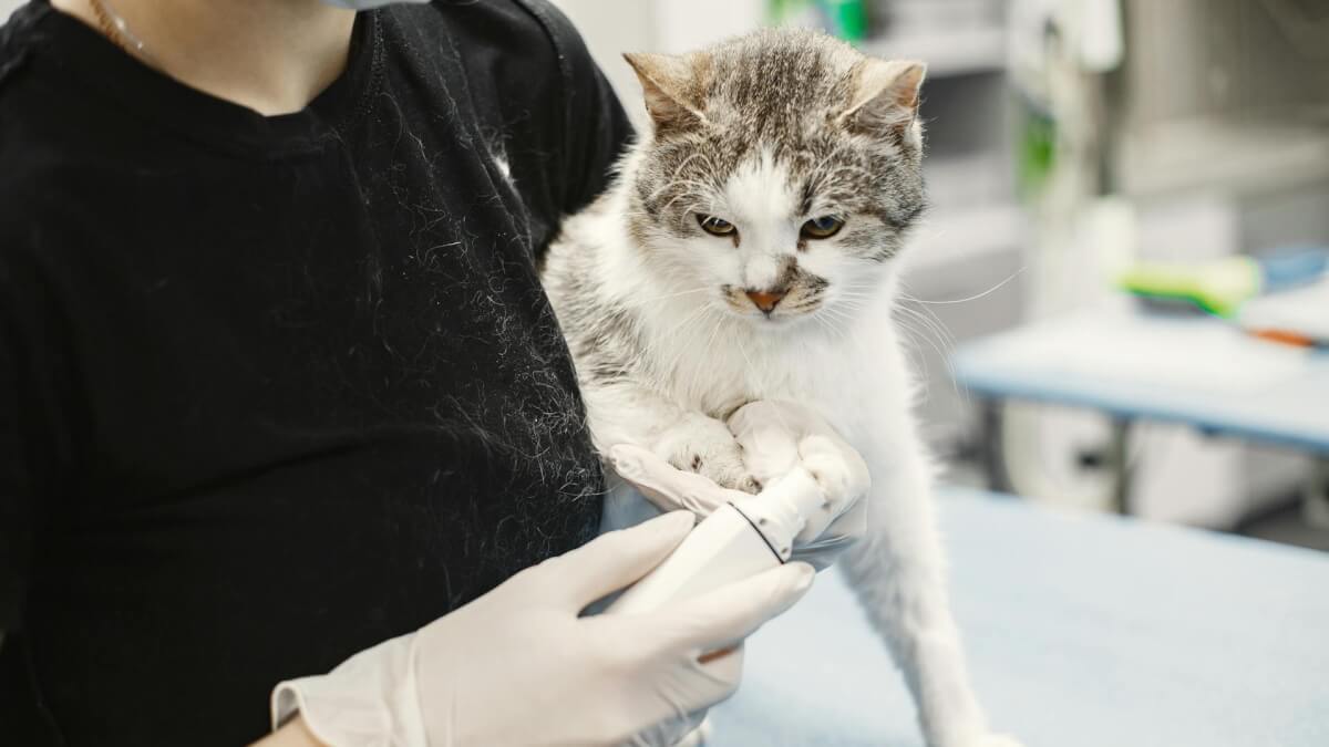 Satsa på en bra försäkring för din katt