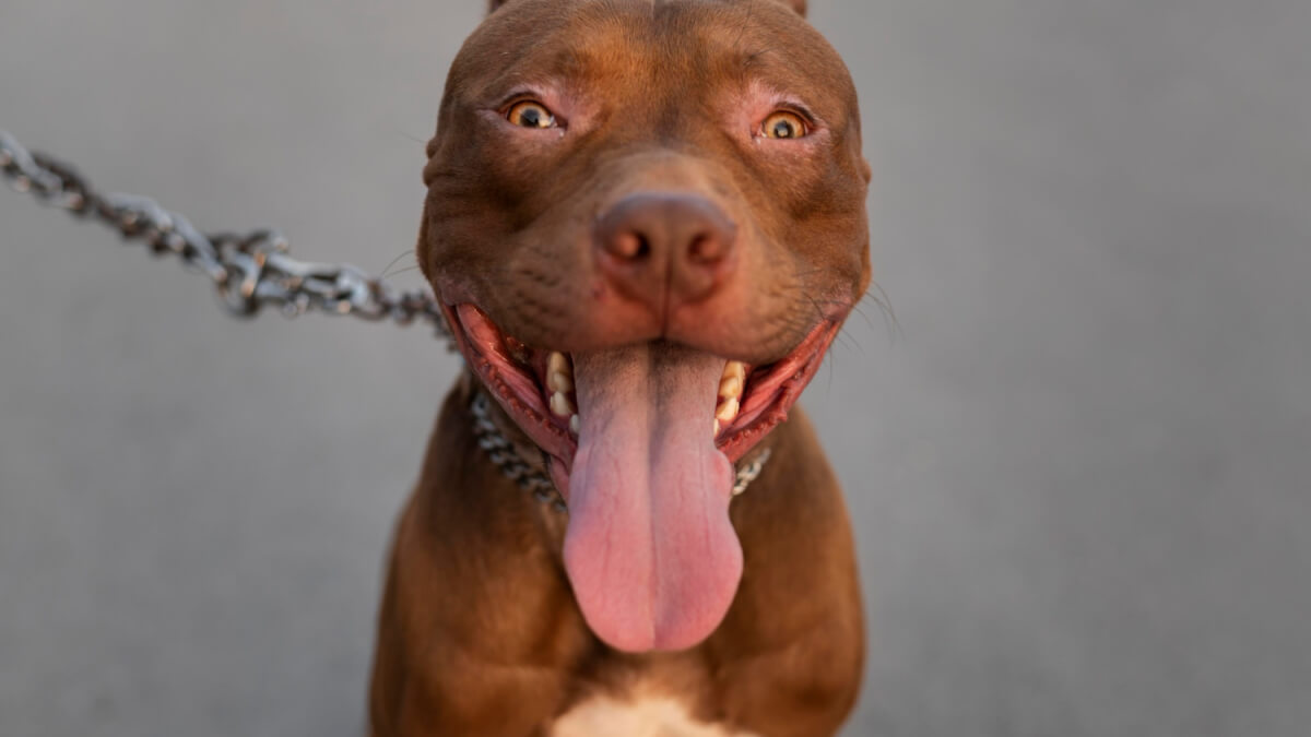 American Bully - allt om hundrasen illustration