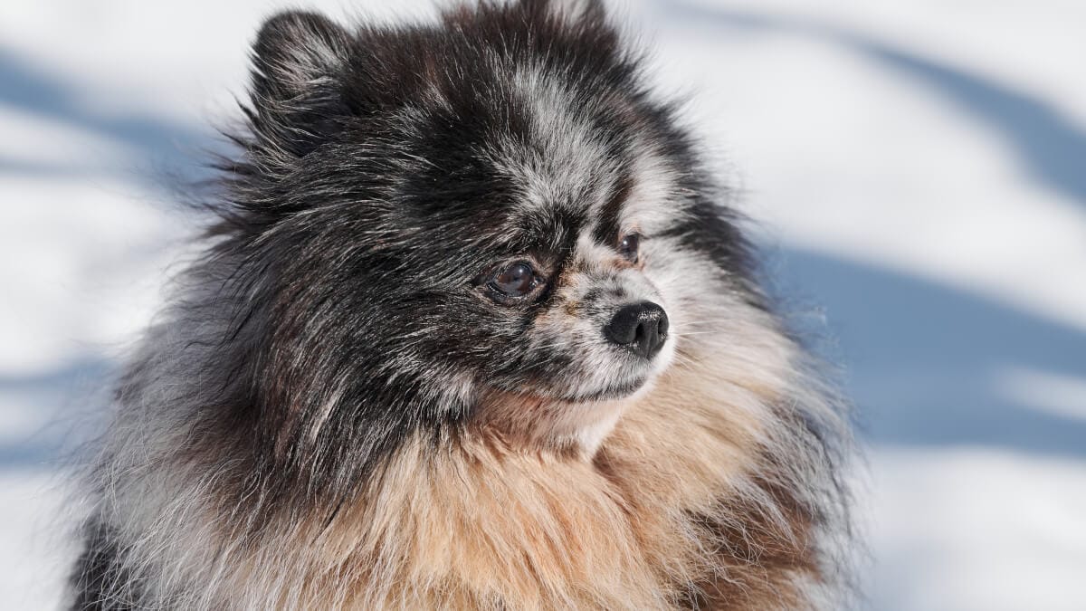 Allt du behöver veta om Pomsky