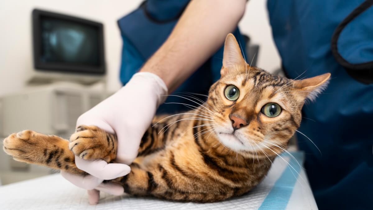 Kastrera katt