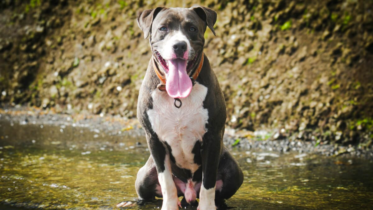 Allt du vill veta om american bully