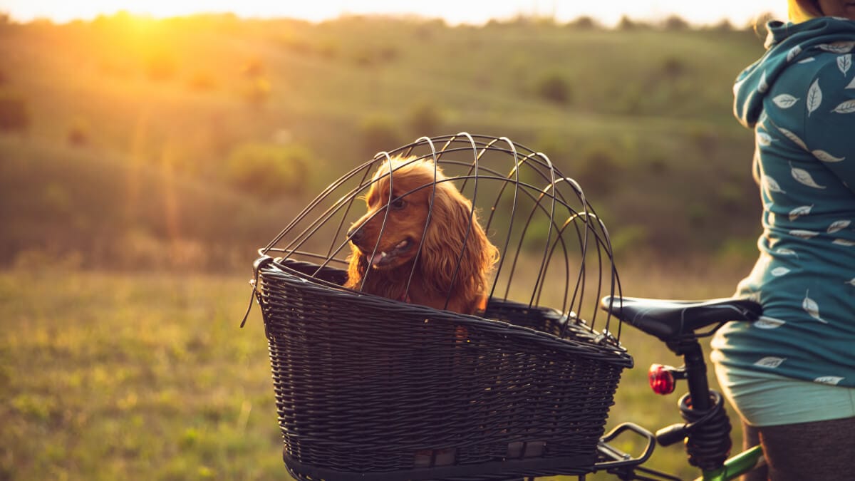 Cykla med hunden i korg