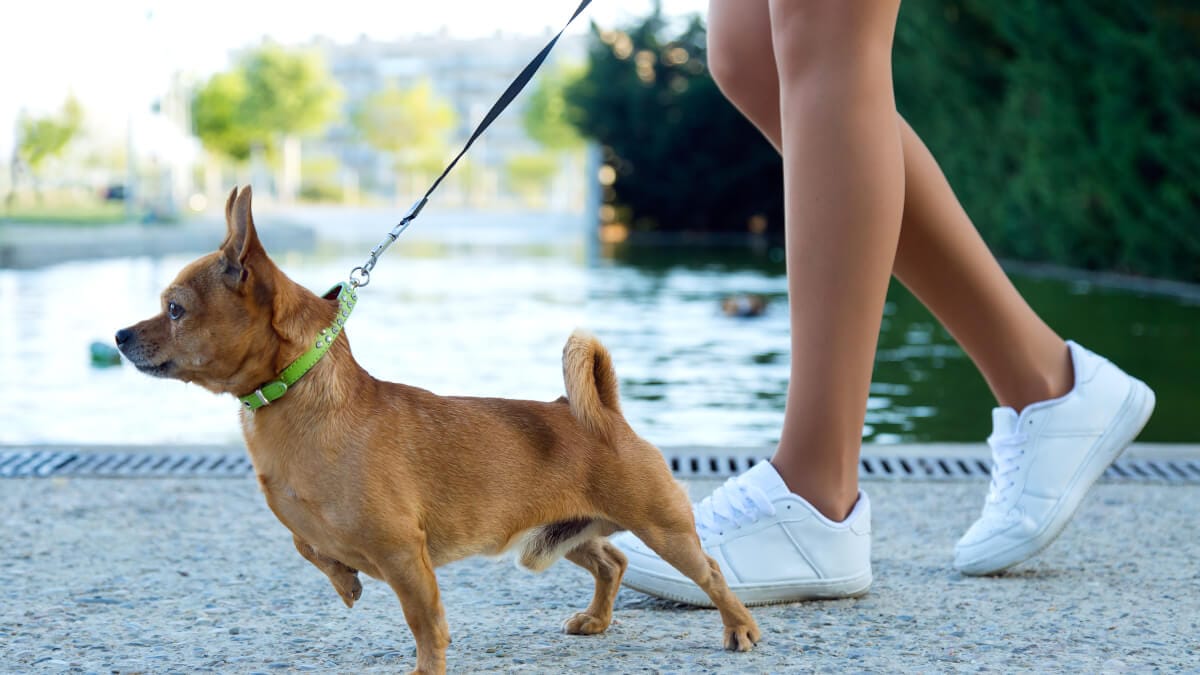Få hunden att sluta dra – så gör du! illustration