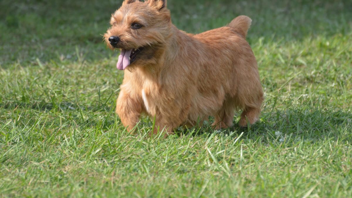 Australisk terrier illustration