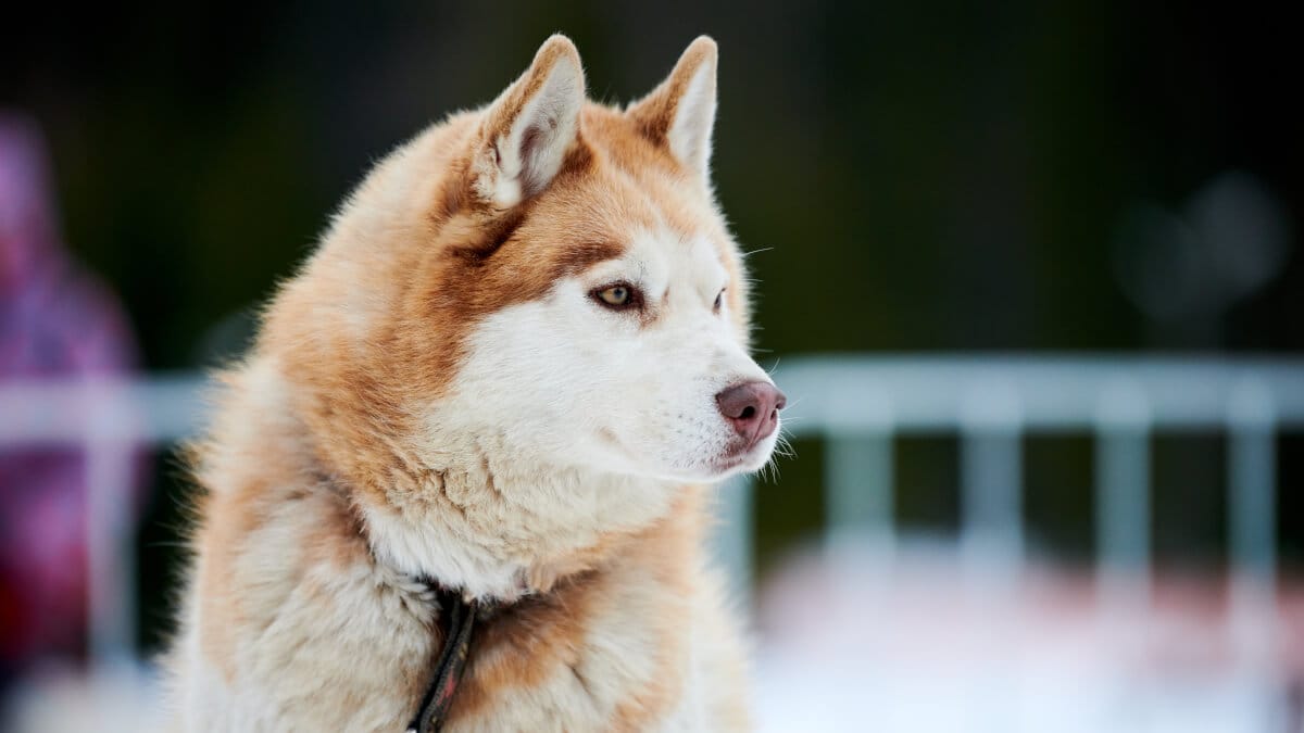 Hokkaido hund – en livlig följeslagare från Japan! illustration