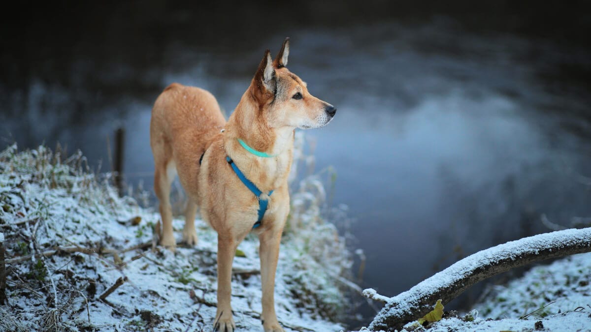 Norsk lundehund – en charmig och unik hundras illustration