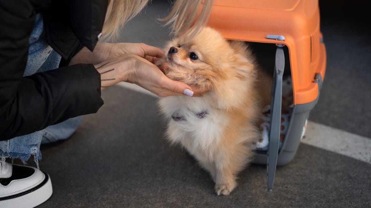 Så väljer du rätt hundbur för flygresan illustration