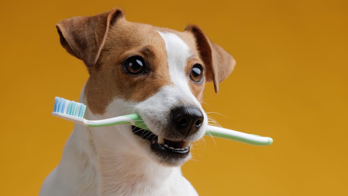 Såhär tar du bort tandsten på hunden utan sövning! illustration