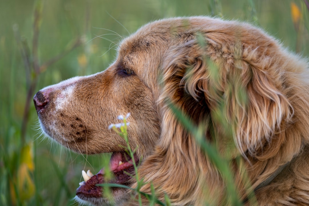 Clumber spaniel – en charmig och lojal följeslagare illustration