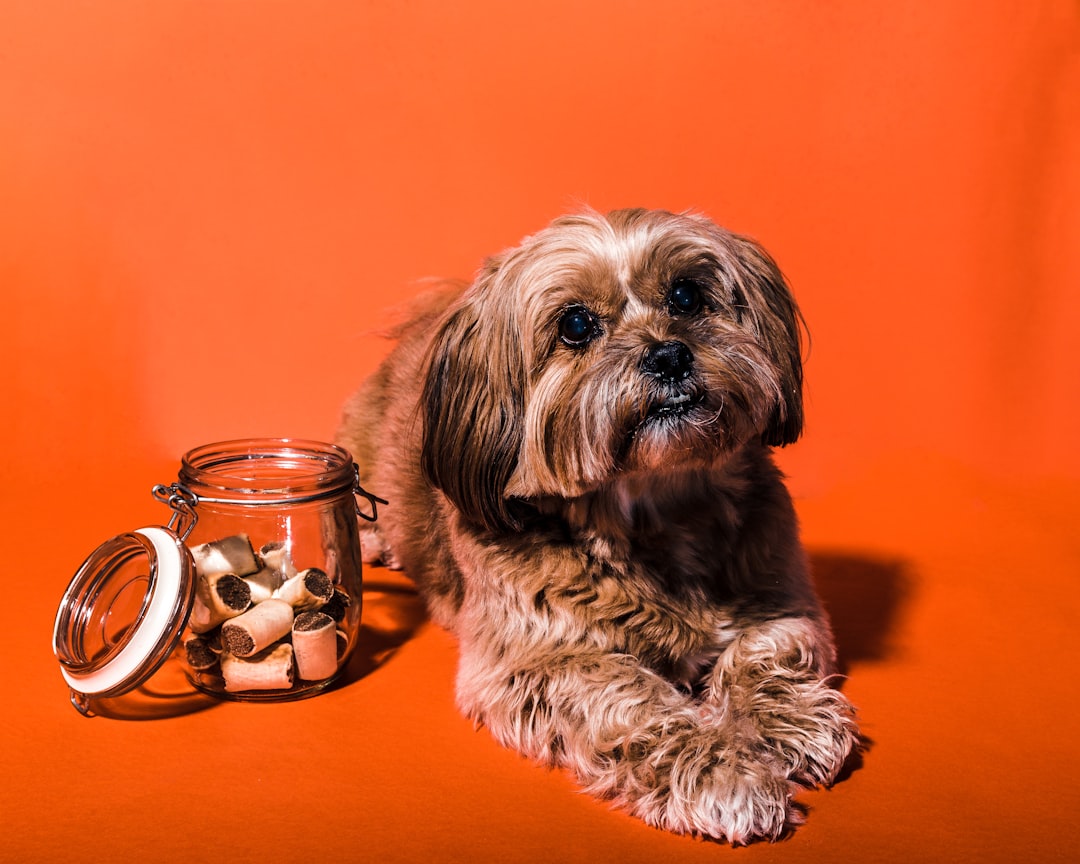 Skippy jordnötssmör – en kul smakupplevelse för din hund! illustration